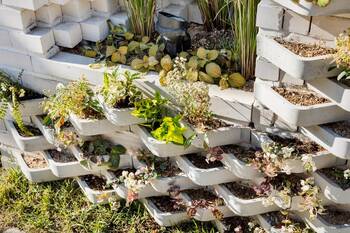 Plants on country house